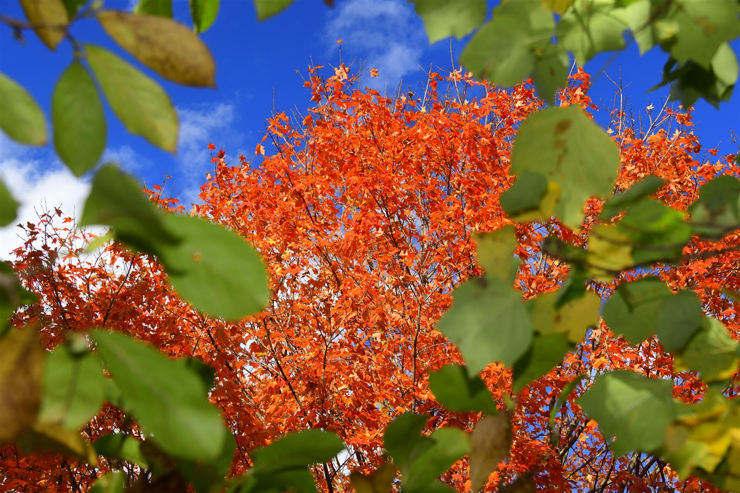 Maple tree